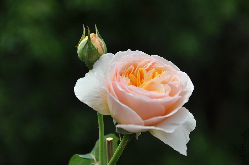 DSC_0471.jpg
