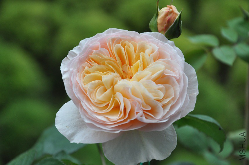 DSC_0522.jpg