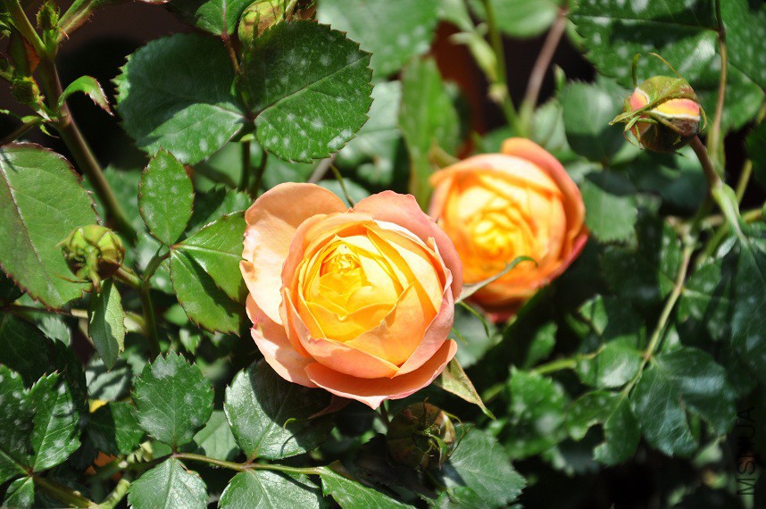 DSC_0113.jpg