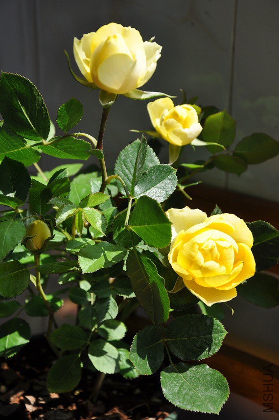 DSC_0139.jpg
