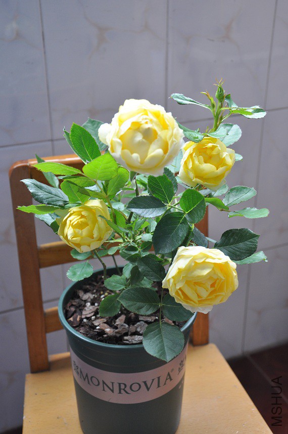 DSC_0155.jpg