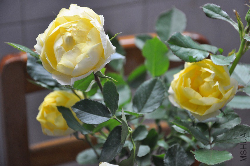 DSC_0159.jpg