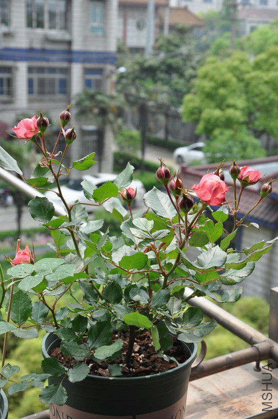 DSC_0217.jpg