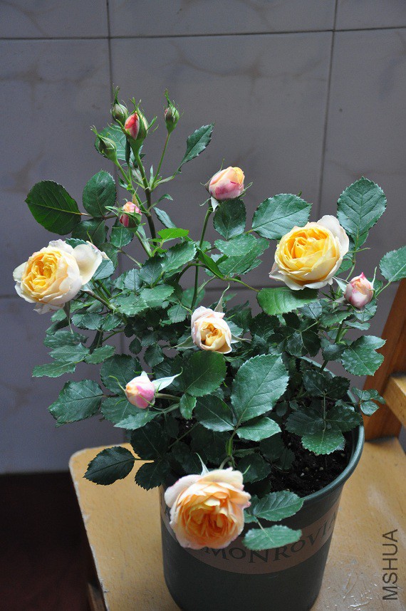 DSC_0397.jpg