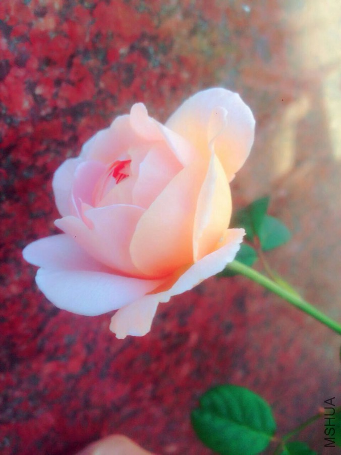 QQͼƬ20160512093220.jpg