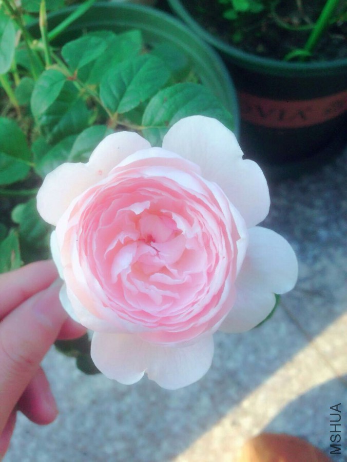 QQͼƬ20160512093223.jpg