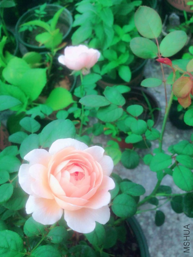QQͼƬ20160610100448.jpg