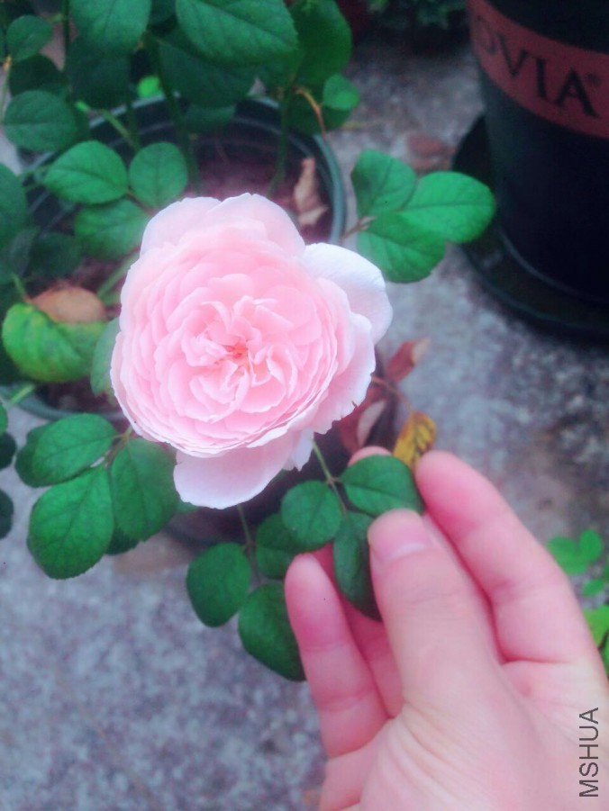 QQͼƬ20160610100444.jpg