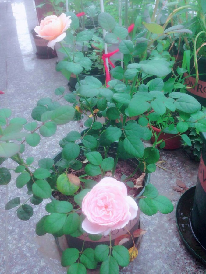 QQͼƬ20160610100453.jpg