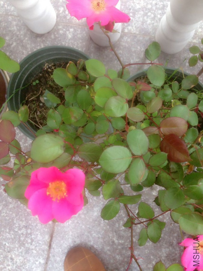 QQͼƬ20160502091242.jpg