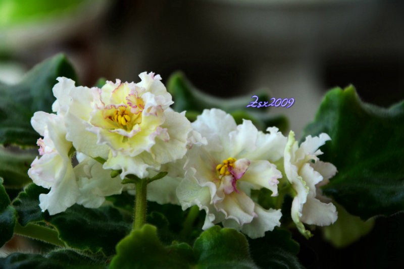 DSC_8155.jpg