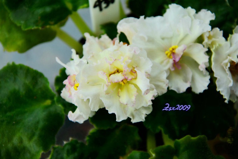 DSC_8249.jpg