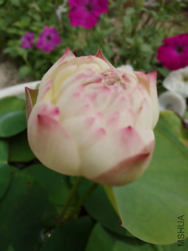 QQ图片20160619212511.jpg