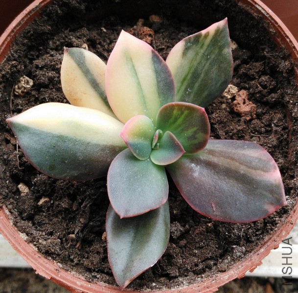 Echeveria 'Hanaikada Variegata' ����� 1.jpg