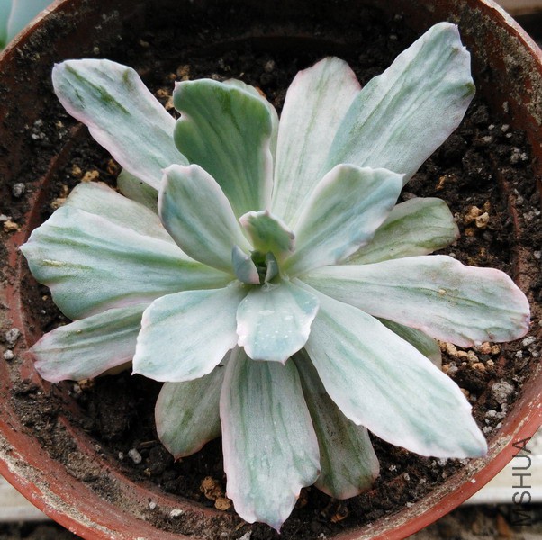 Echeveria 'Hoveyi' ϸҶ������ 1.jpg