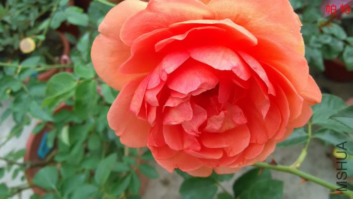 IMG_20150513_090936(1)_700x395.jpg