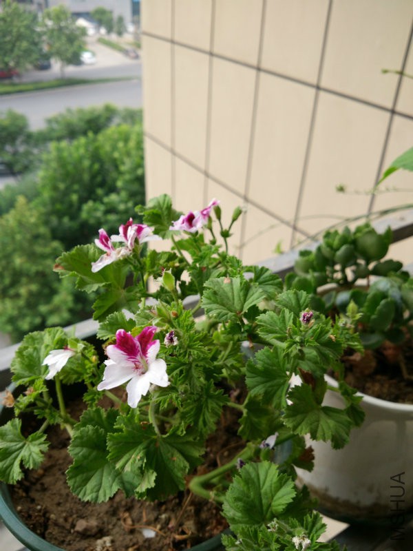 IMG_20160621_070005.jpg