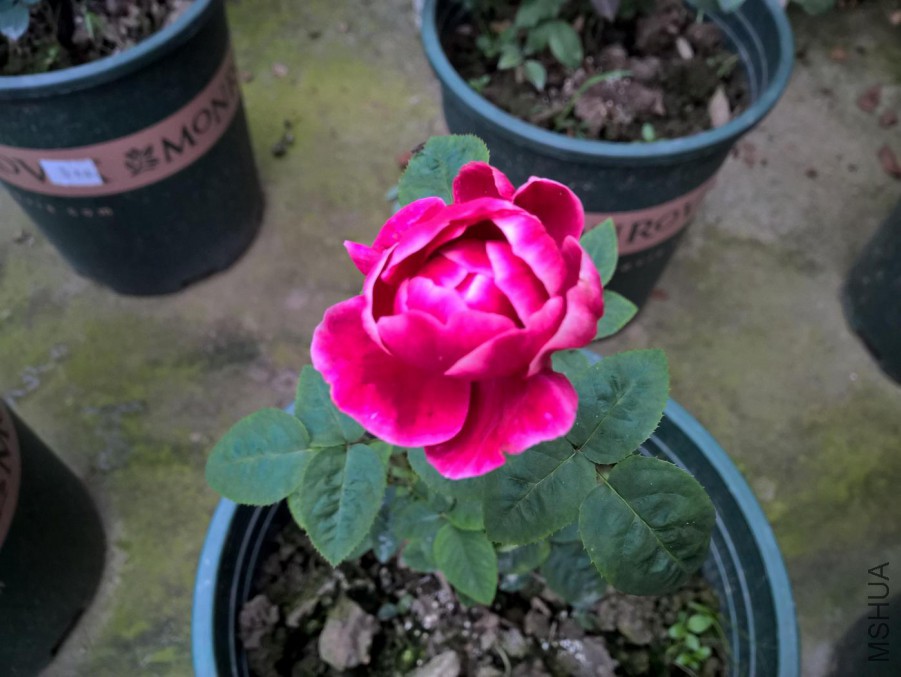 WP_20160620_17_43_59_Pro_LI.jpg
