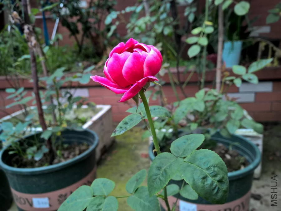 WP_20160620_17_45_32_Pro_LI.jpg