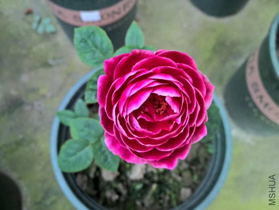 WP_20160621_07_32_39_Pro_LI.jpg