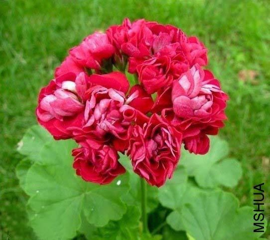 070001pk36xvj97v13sgd9.jpg