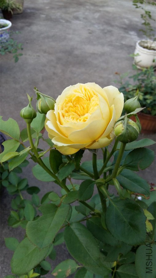 20160622_064629.jpg