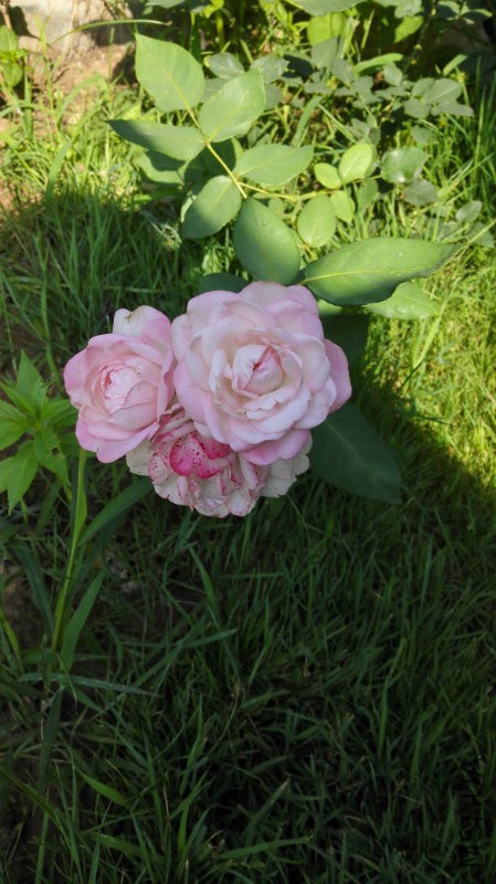 ��ݮ���ʱ�