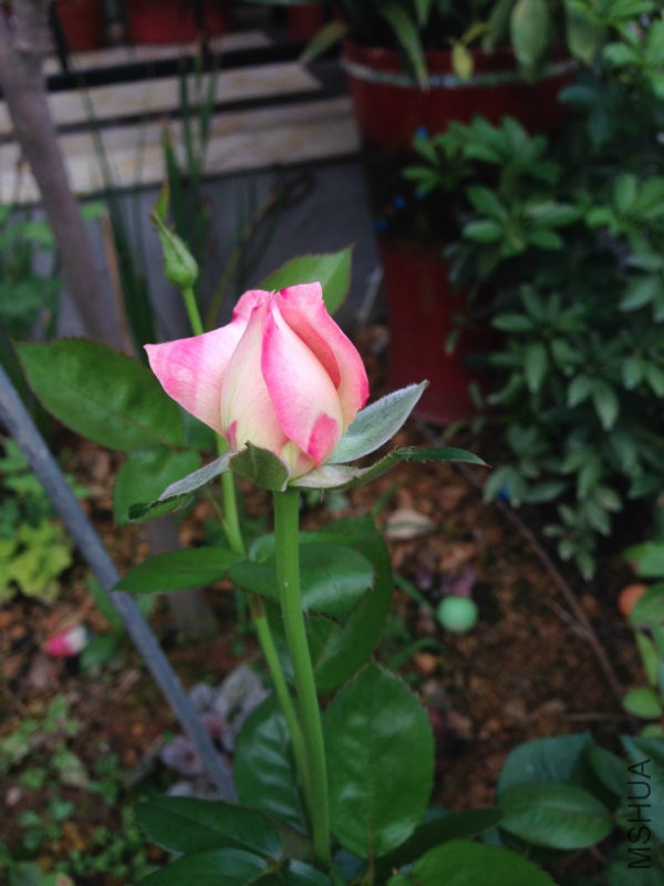 IMG_0304.JPG