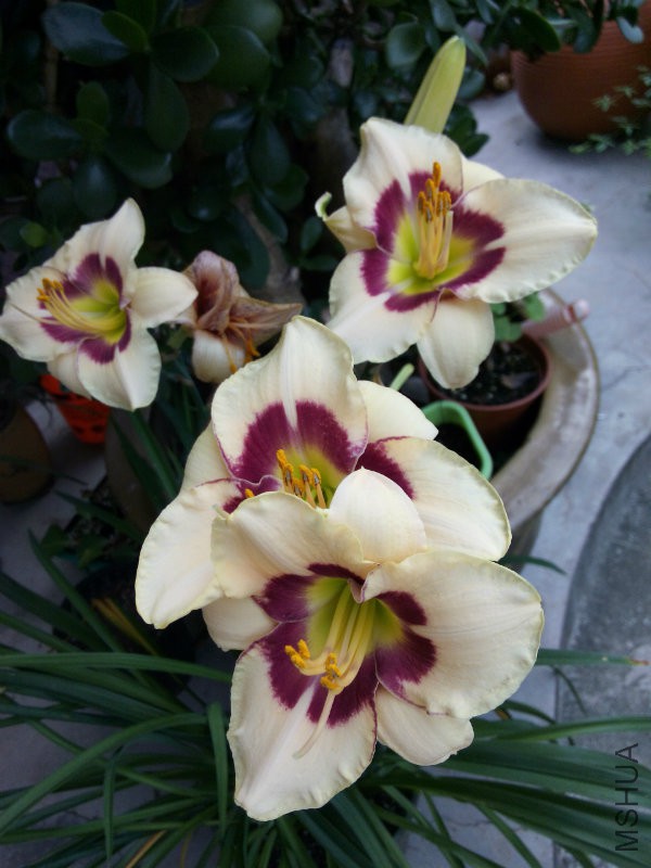IMG_20160622_073928.jpg
