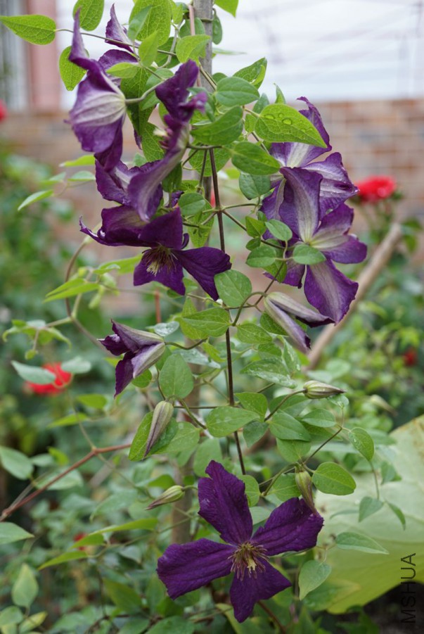 DSC00291.JPG