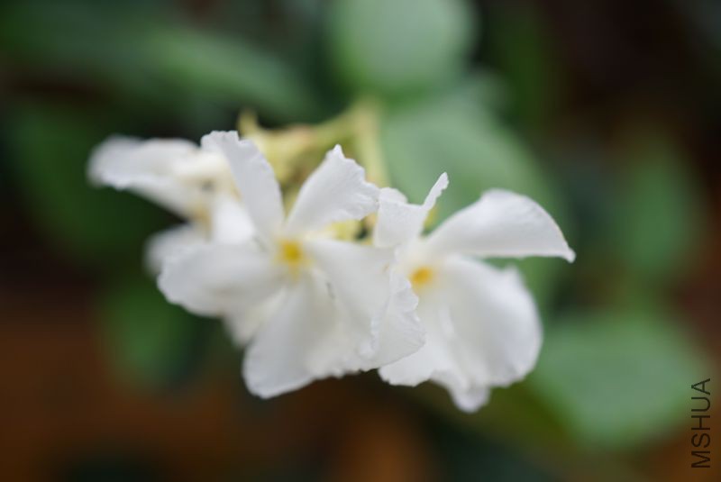 DSC00298.JPG