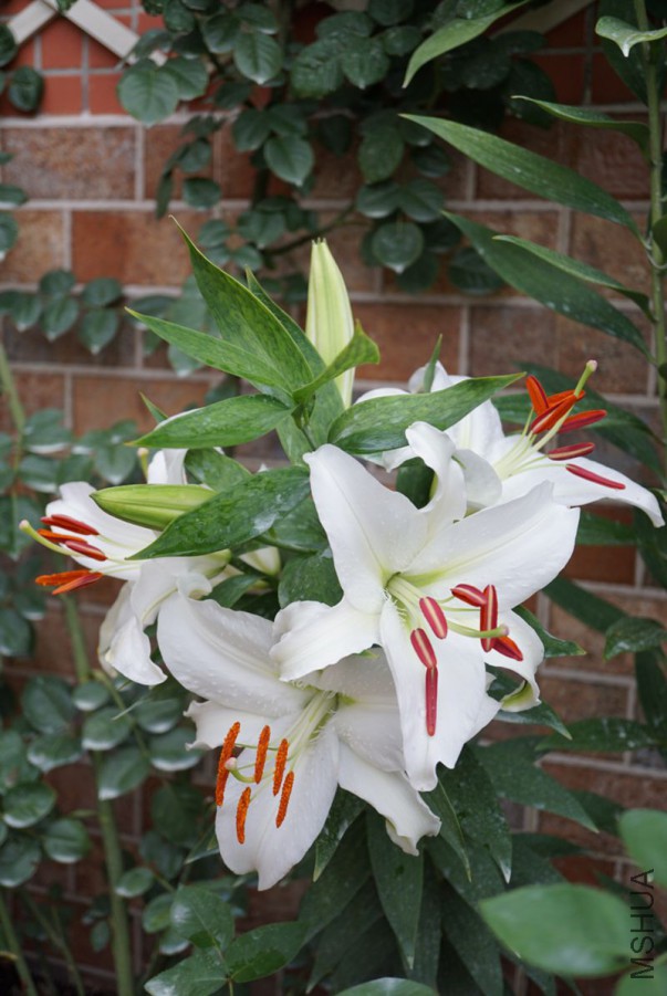 DSC00302.JPG