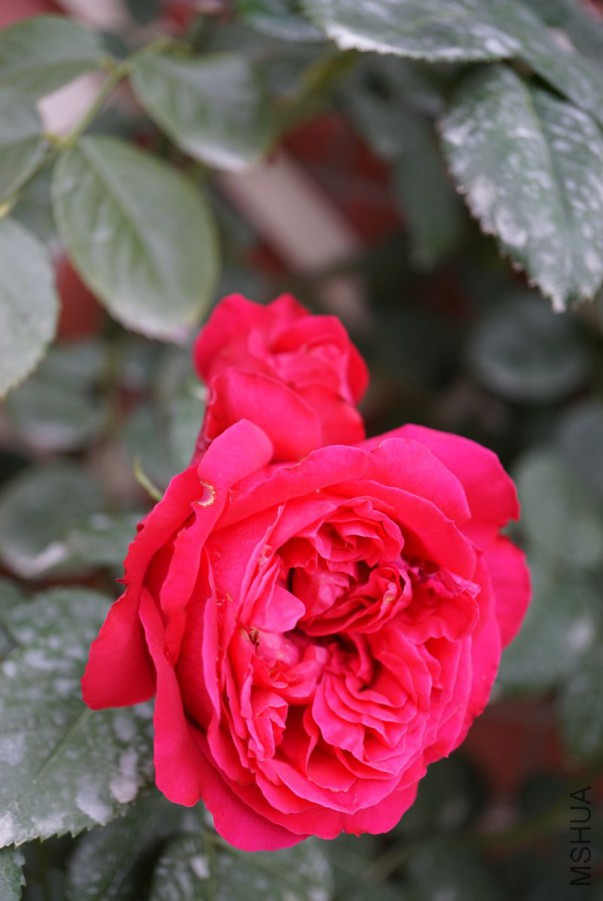 DSC00304.JPG