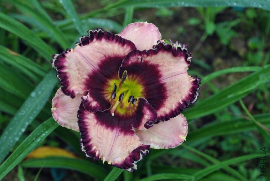 F1��972��������˿ (1).jpg