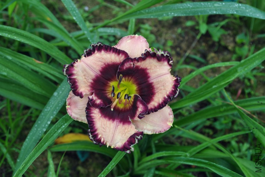 F1��972��������˿ (2).jpg