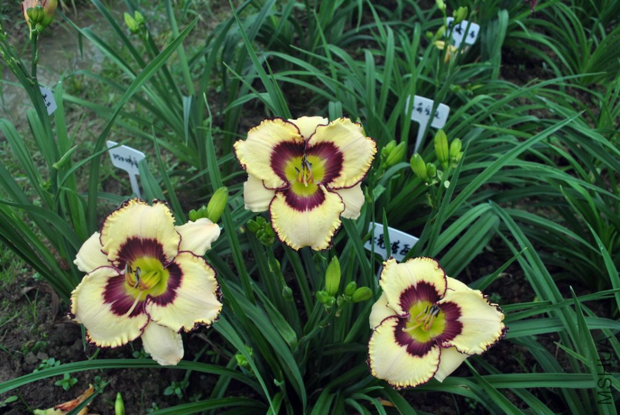 F1��977ˮ������ (1).jpg