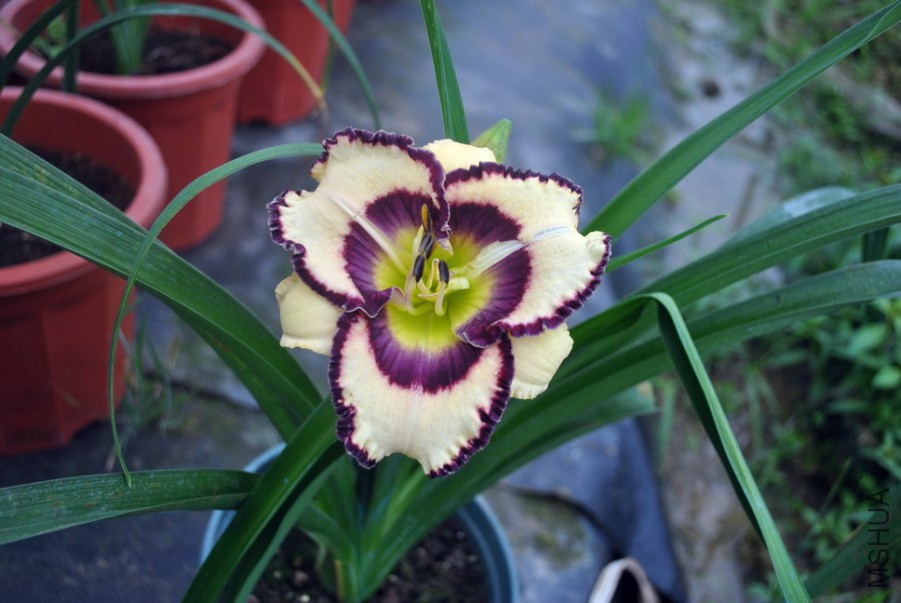 F1��993���ǵ� (3).jpg