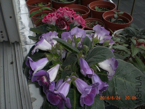 CIMG4901_����.jpg