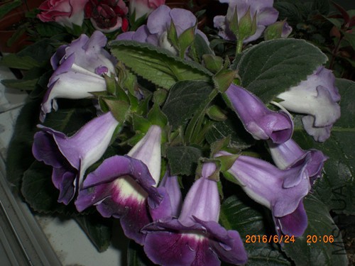 CIMG4902_����.jpg