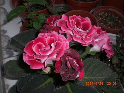 CIMG4903_����.jpg