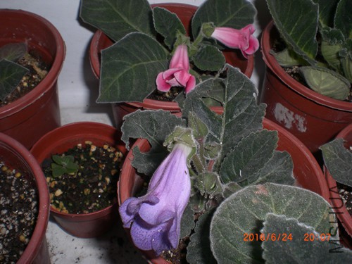CIMG4904_����.jpg