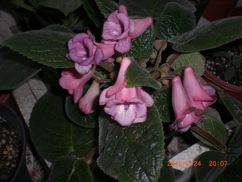 CIMG4905_����.jpg