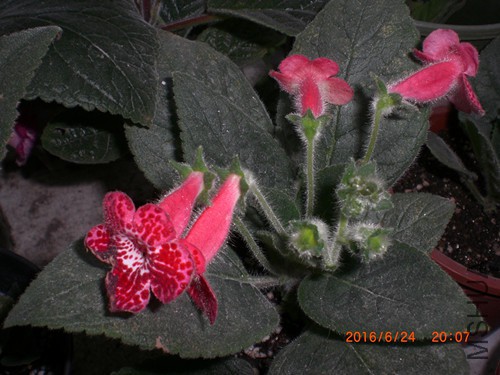 CIMG4906_����.jpg