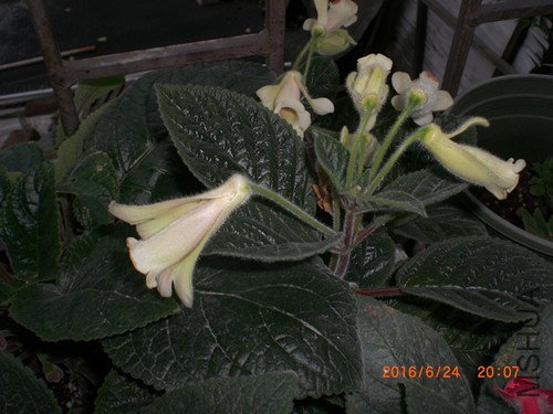 CIMG4907_����.jpg