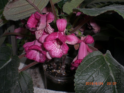 CIMG4908_����.jpg
