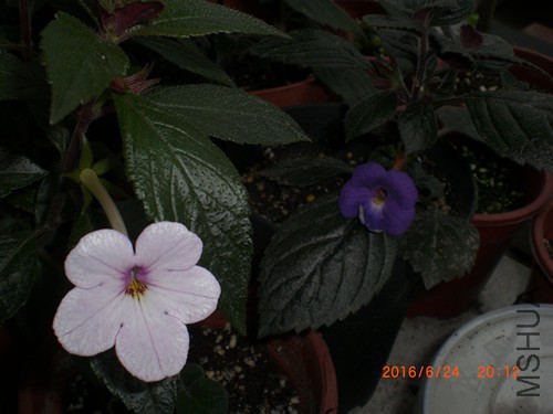 CIMG4916_����.jpg