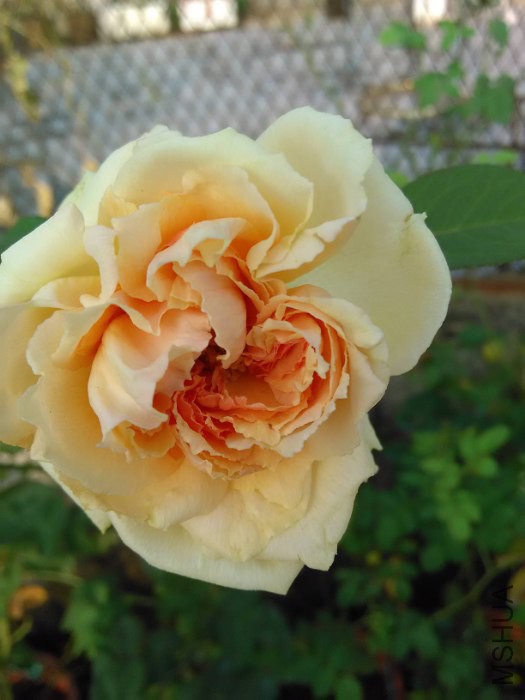 ������ɯ_525x700.jpg