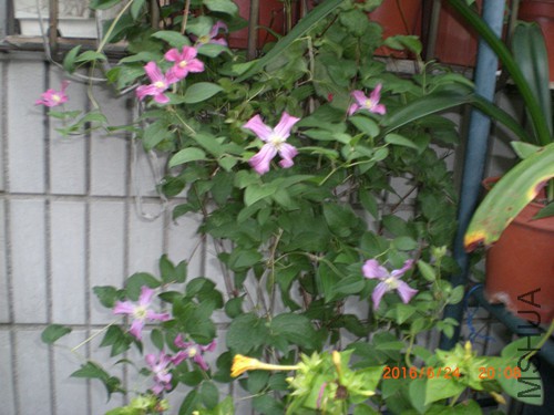 CIMG4909_����.jpg