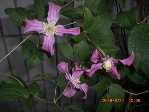 CIMG4910_����.jpg