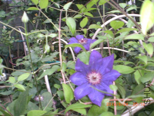 CIMG4914_����.jpg